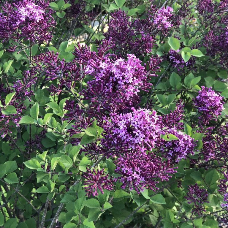 Syringa Bloomerang Dark Purple - View 11 from www redcrocus com