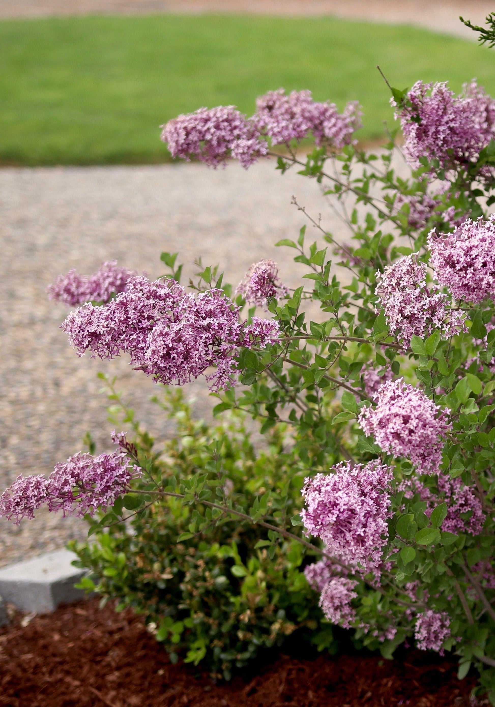 Syringa Bloomerang Dark Purple - View 14 from www redcrocus com