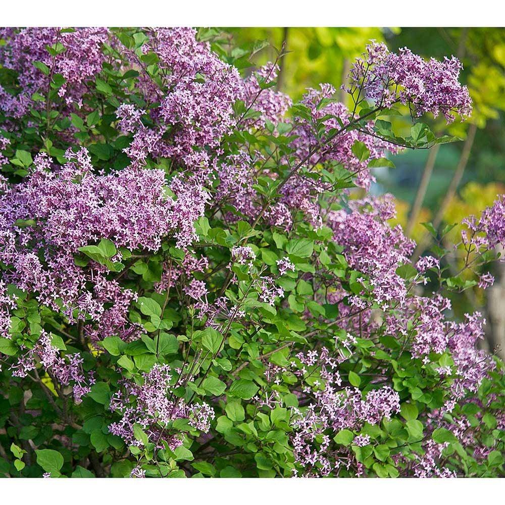 Syringa Bloomerang Dark Purple - View 18 from www redcrocus com