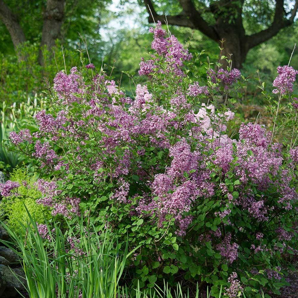 Syringa Bloomerang Dark Purple - View 19 from www redcrocus com