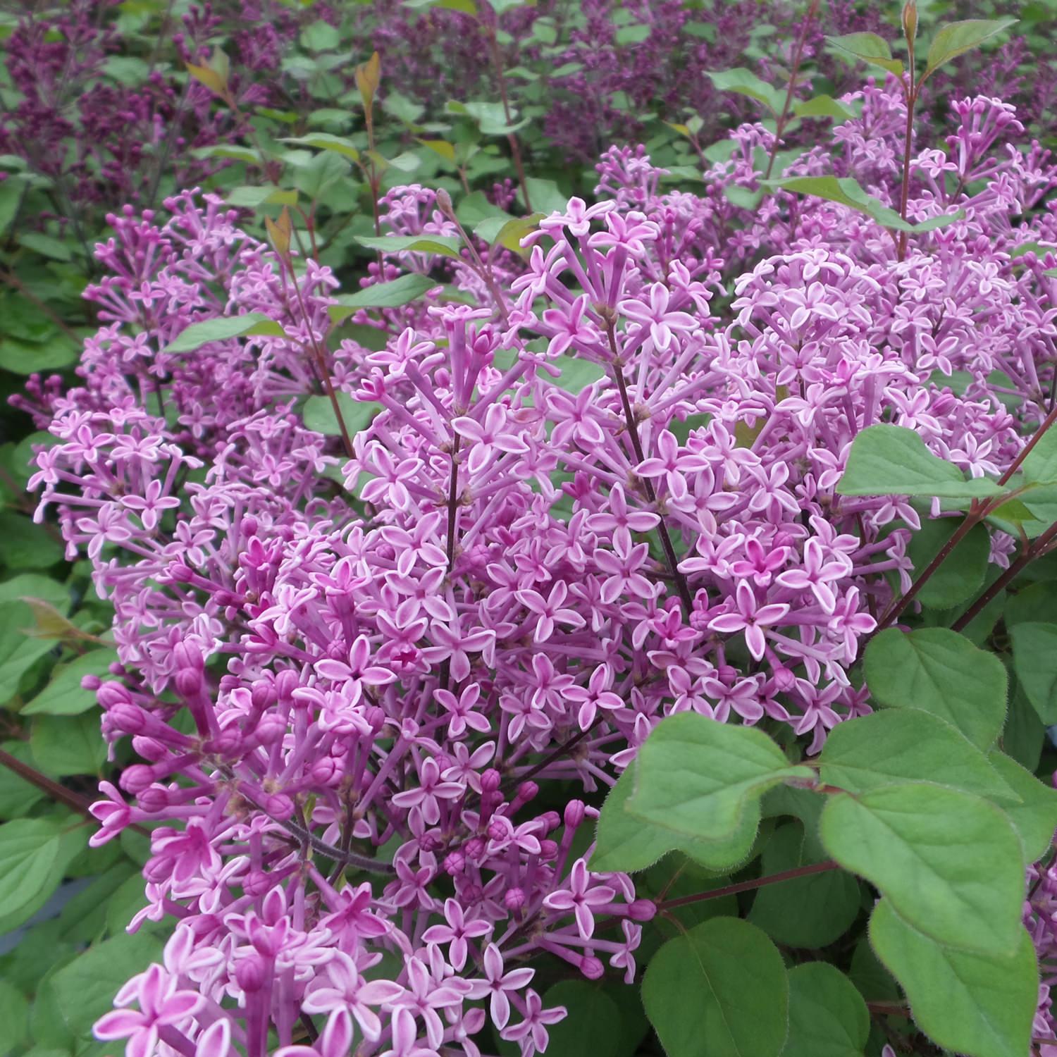 Syringa Bloomerang Dark Purple - View 4 from www redcrocus com
