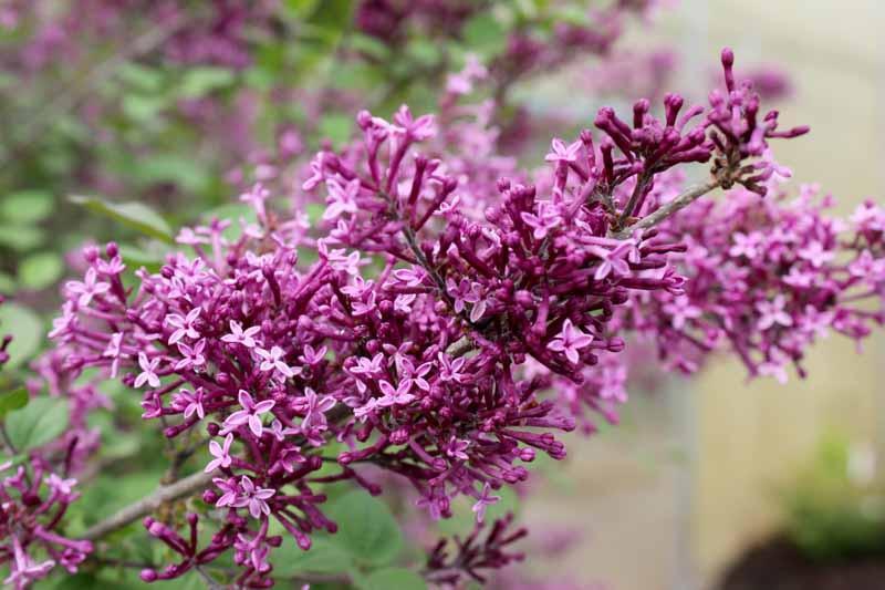 Syringa Bloomerang Dark Purple - View 5 from www redcrocus com