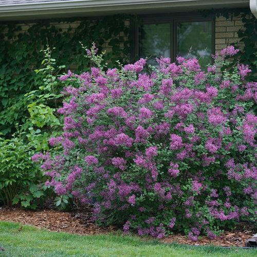 Syringa Bloomerang Dark Purple - View 8 from www redcrocus com