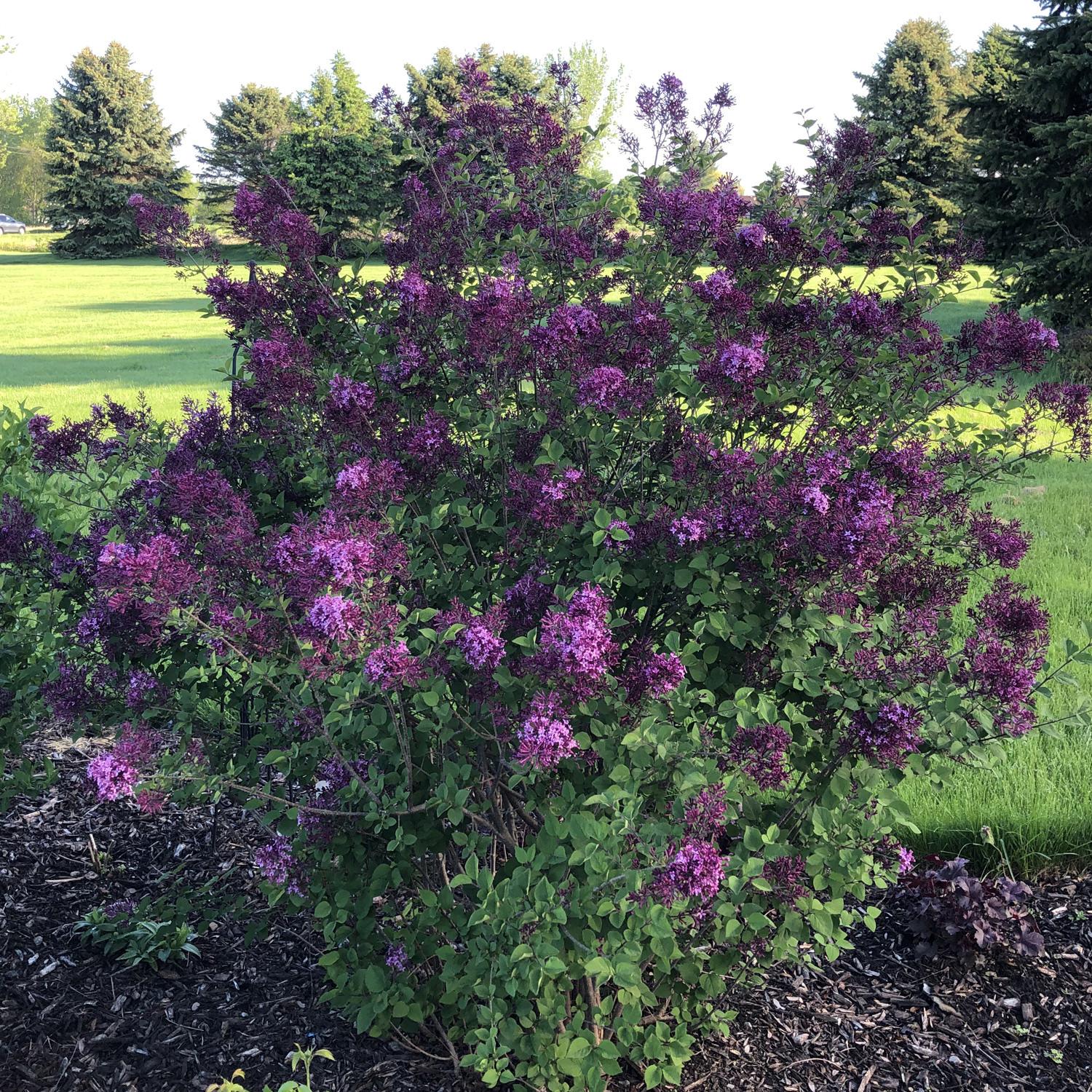 Syringa Bloomerang Dark Purple - View 9 from www redcrocus com