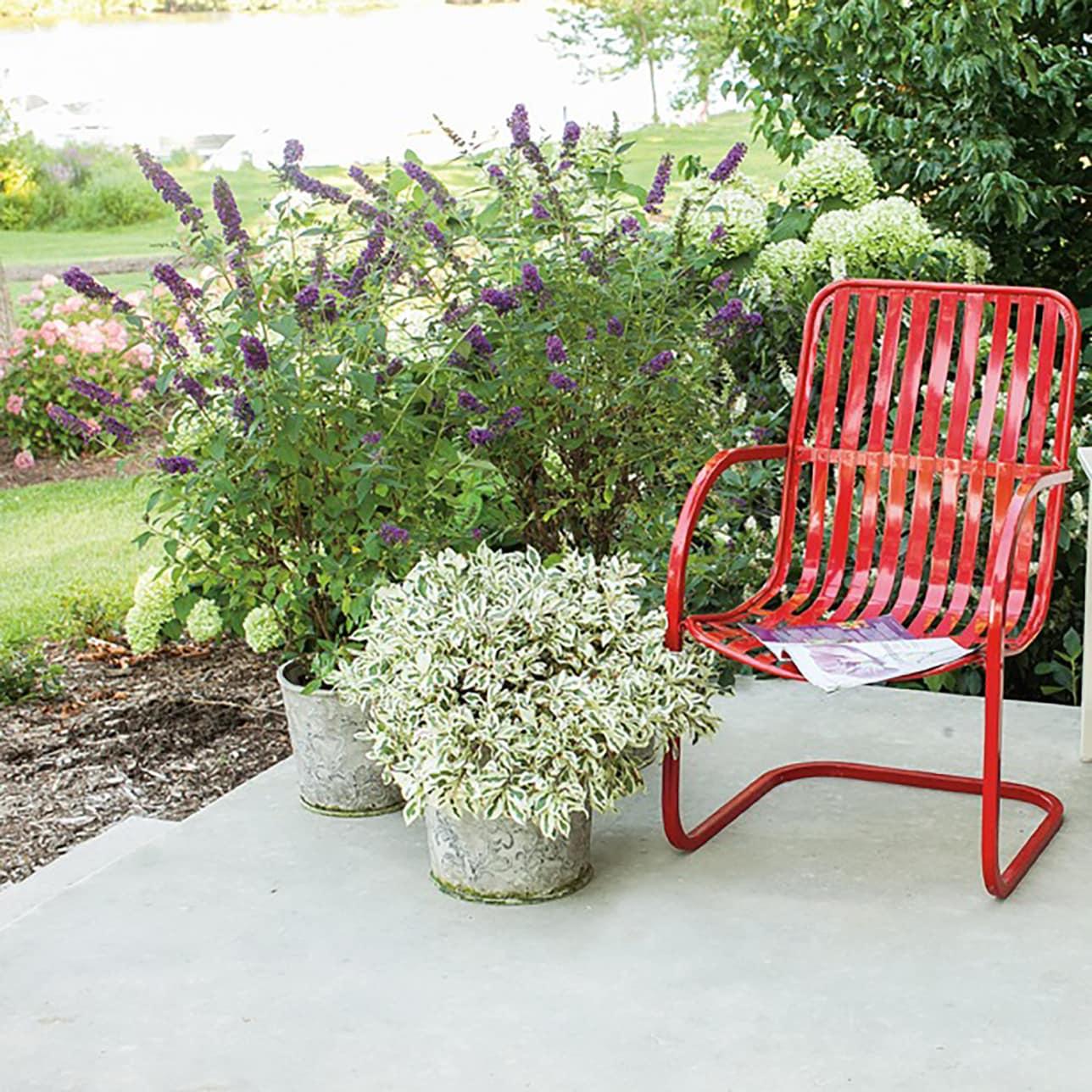 Buddleia Davidii 'miss Violet' - View 10 from www redcrocus com