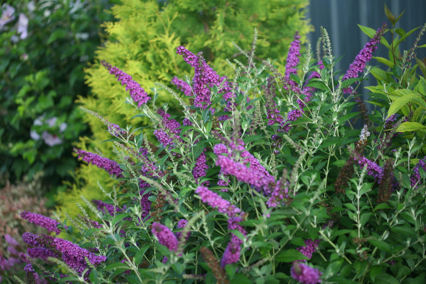 Buddleia Davidii 'miss Violet' - View 13 from www redcrocus com
