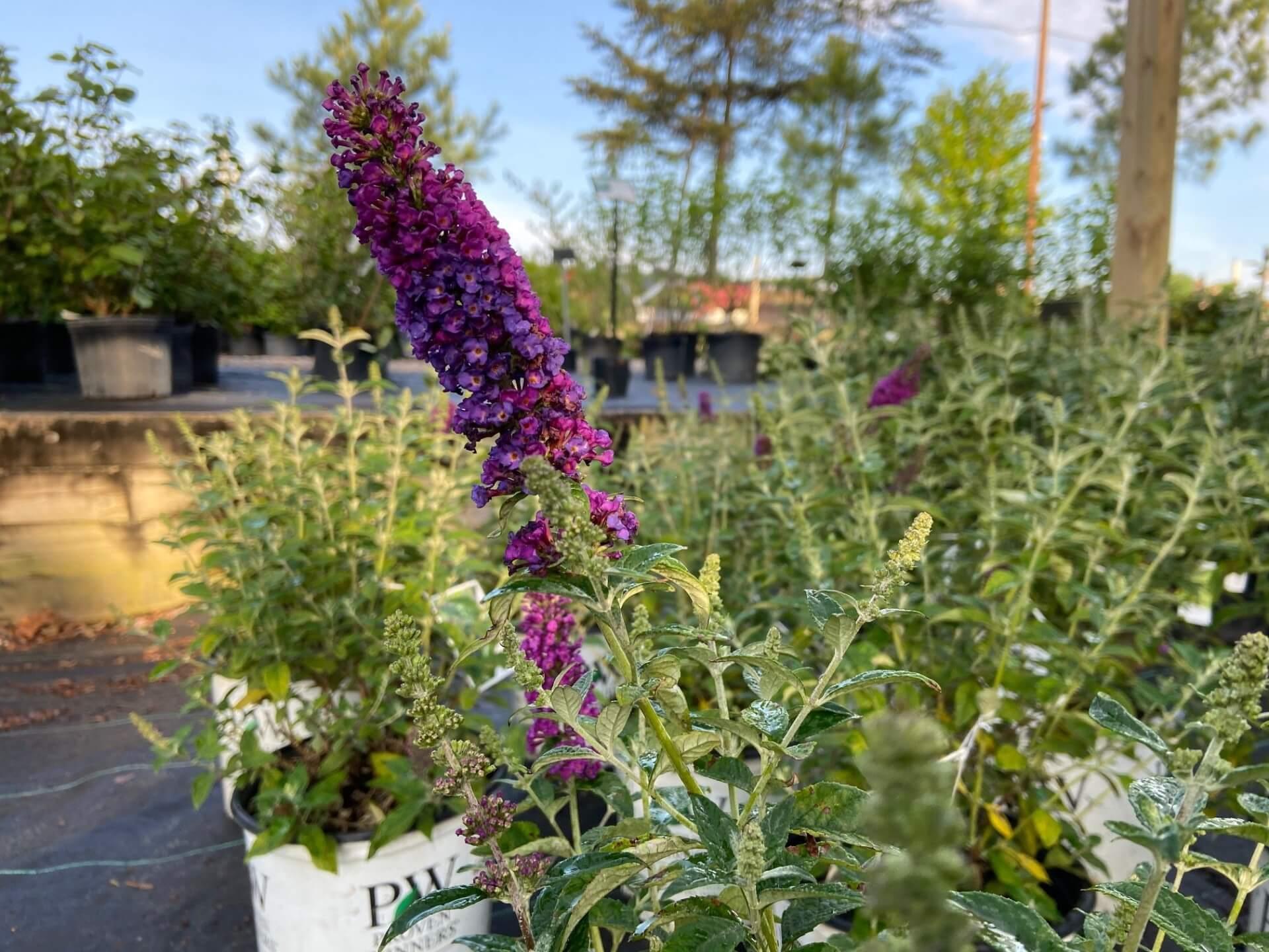 Buddleia Davidii 'miss Violet' - View 14 from www redcrocus com