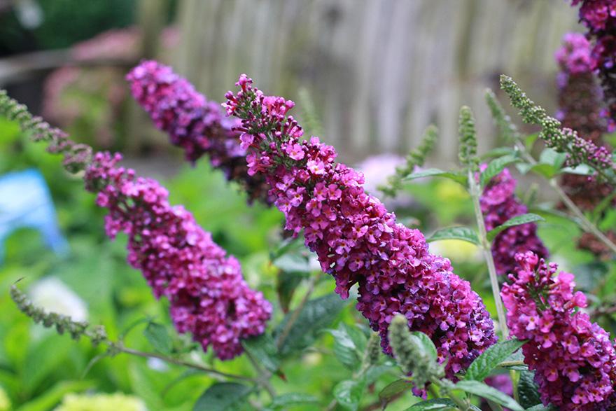 Buddleia Davidii 'miss Violet' - View 16 from www redcrocus com