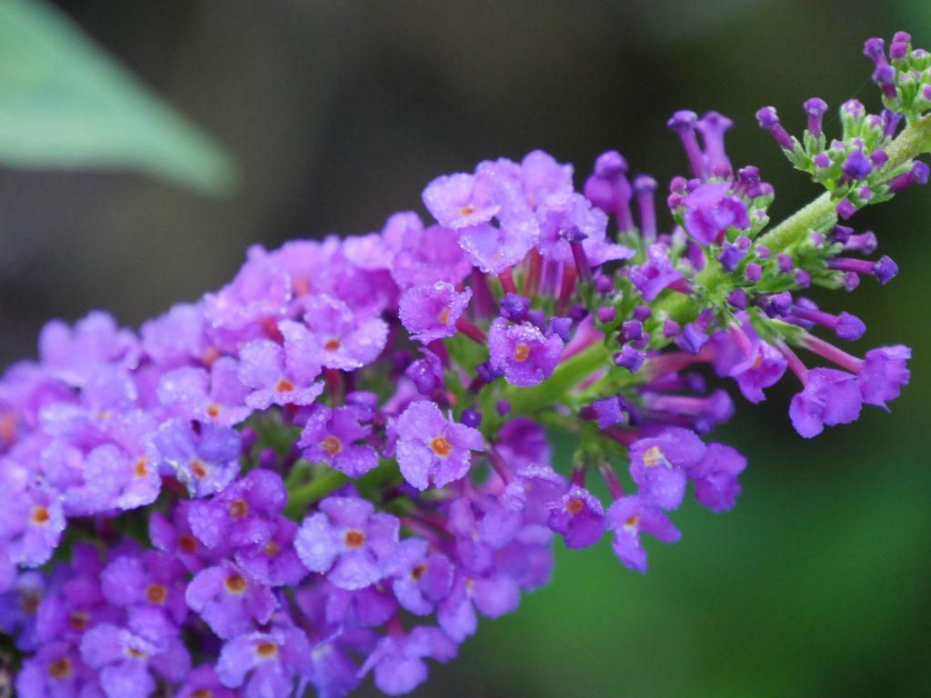 Buddleia Davidii 'miss Violet' - View 17 from www redcrocus com