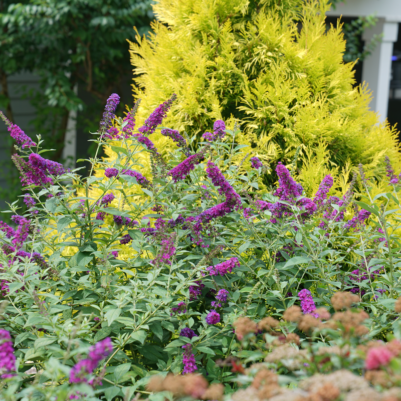 Buddleia Davidii 'miss Violet' - View 18 from www redcrocus com