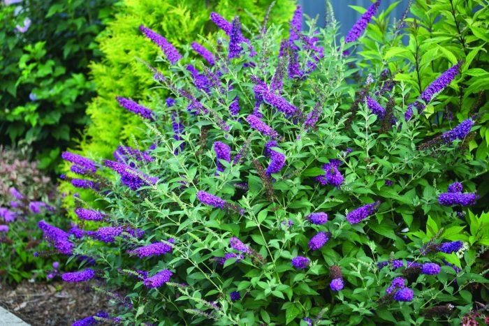 Buddleia Davidii 'miss Violet' - View 18 from www redcrocus com