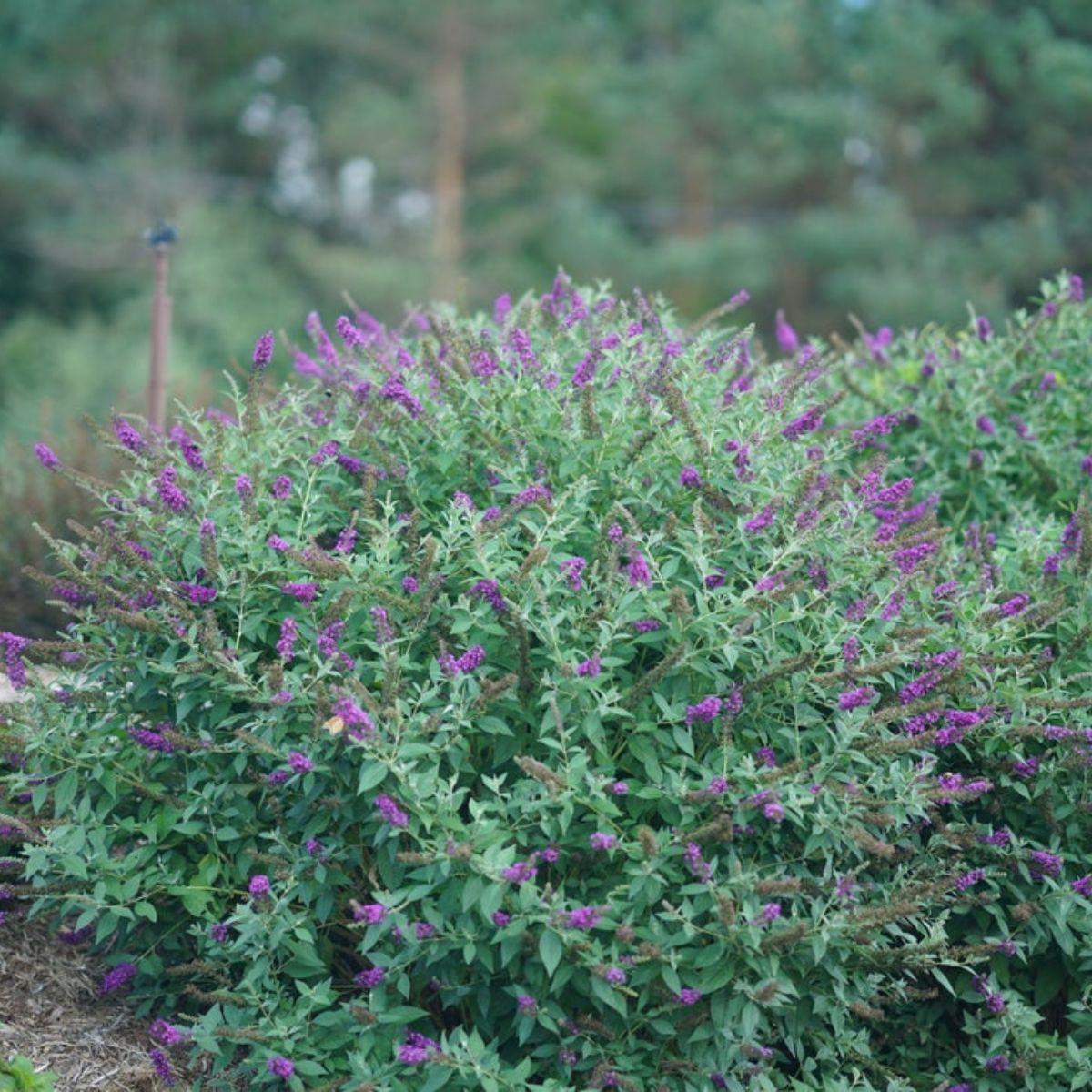 Buddleia Davidii 'miss Violet' - View 20 from www redcrocus com