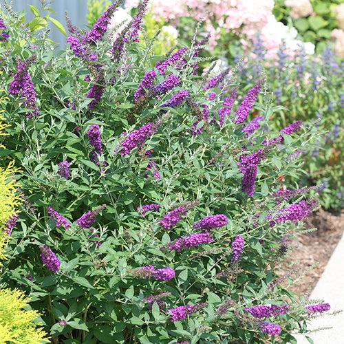 Buddleia Davidii 'miss Violet' - View 3 from www redcrocus com