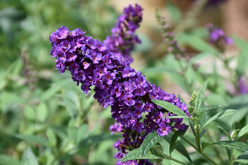 Buddleia Davidii 'miss Violet' - View 8 from www redcrocus com