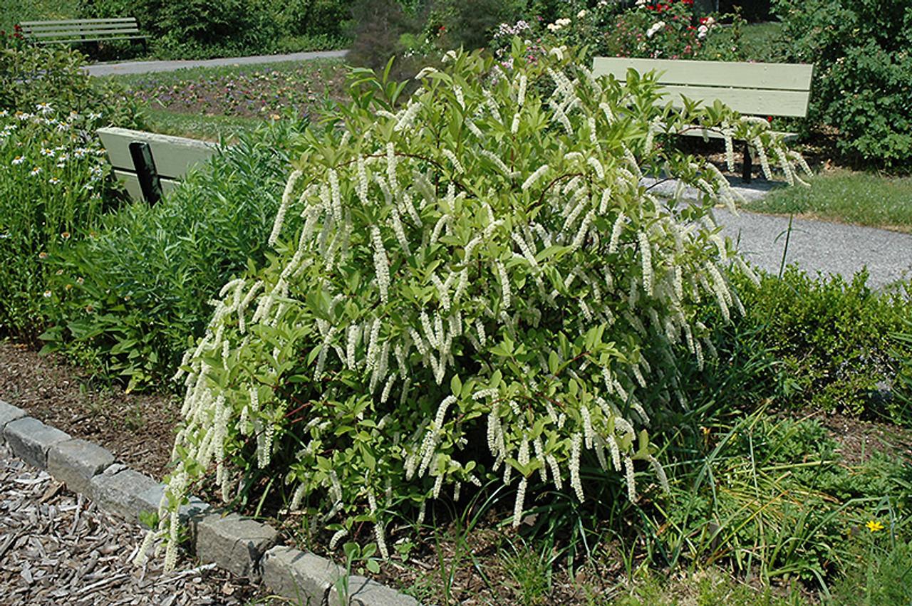 Itea Virginica Little Henry - View 10 from www redcrocus com