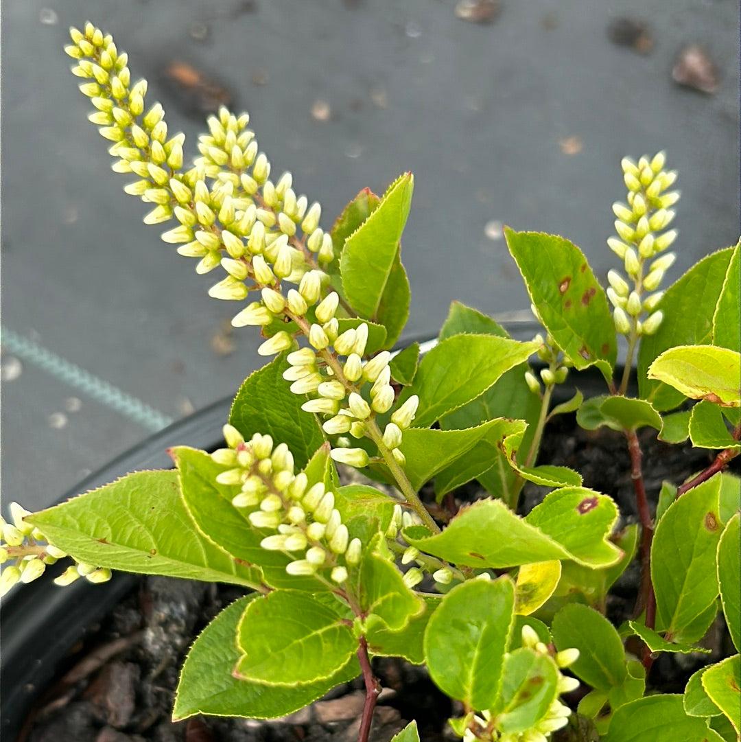 Itea Virginica Little Henry - View 12 from www redcrocus com