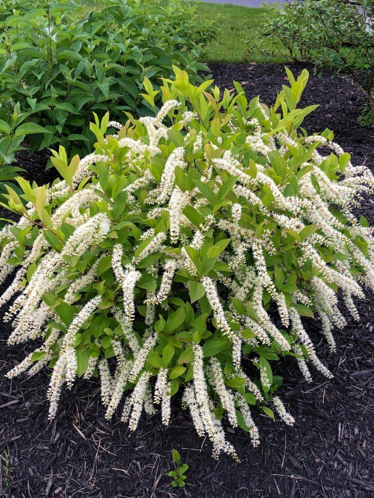 Itea Virginica Little Henry - View 3 from www redcrocus com