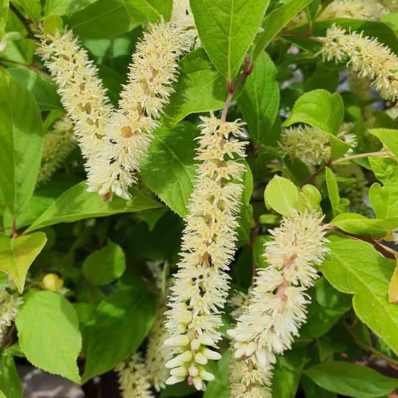 Itea Virginica Little Henry - View 6 from www redcrocus com