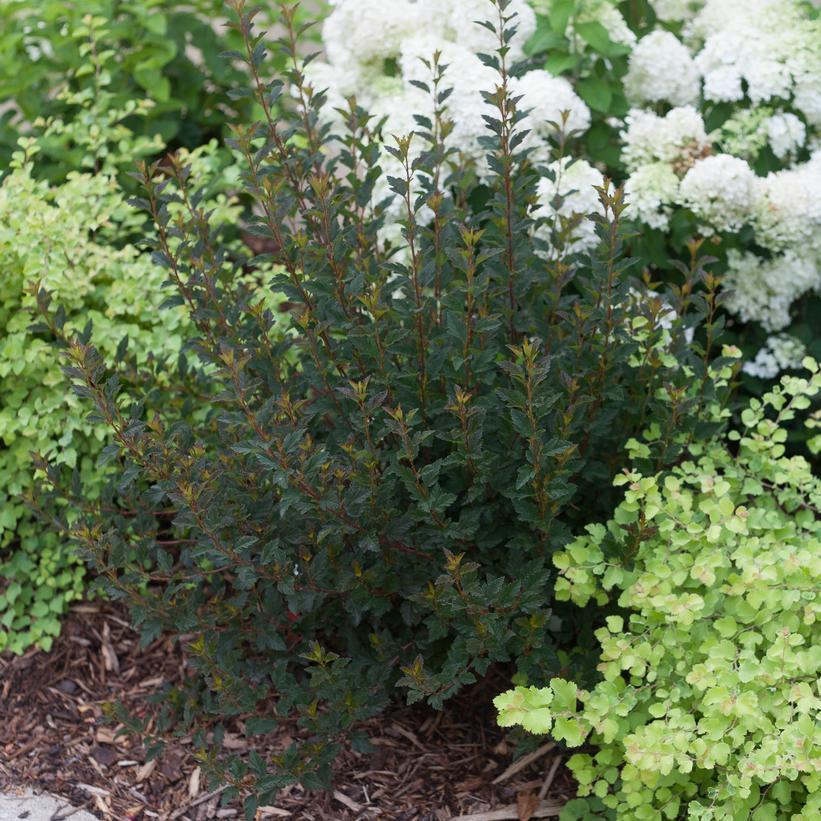 Physocarpus Opulifolius 'tiny Wine' - View 11 from www redcrocus com