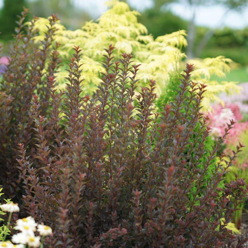 Physocarpus Opulifolius 'tiny Wine' - View 14 from www redcrocus com