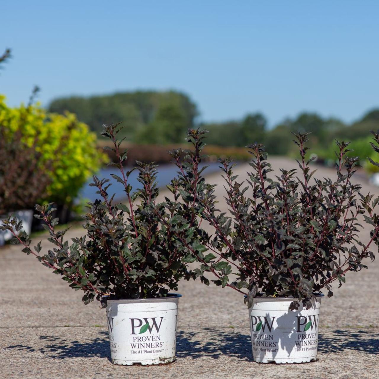 Physocarpus Opulifolius 'tiny Wine' - View 15 from www redcrocus com