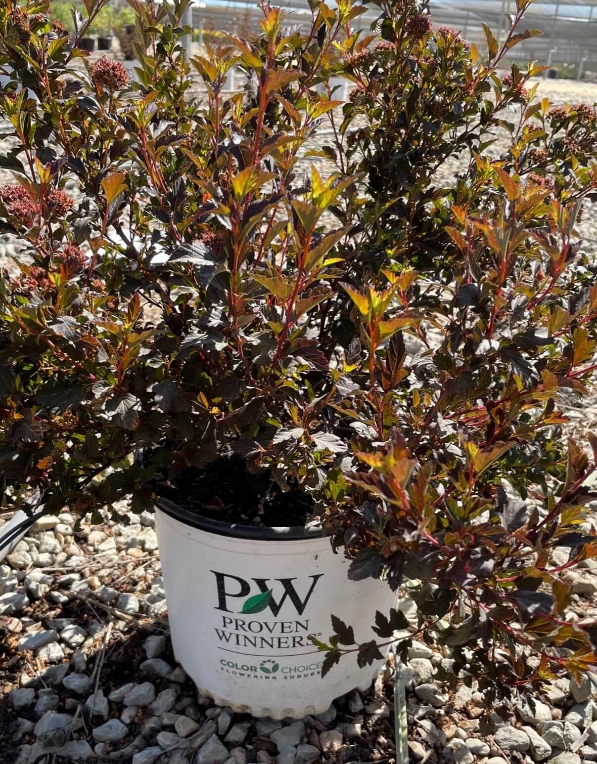 Physocarpus Opulifolius 'tiny Wine' - View 16 from www redcrocus com