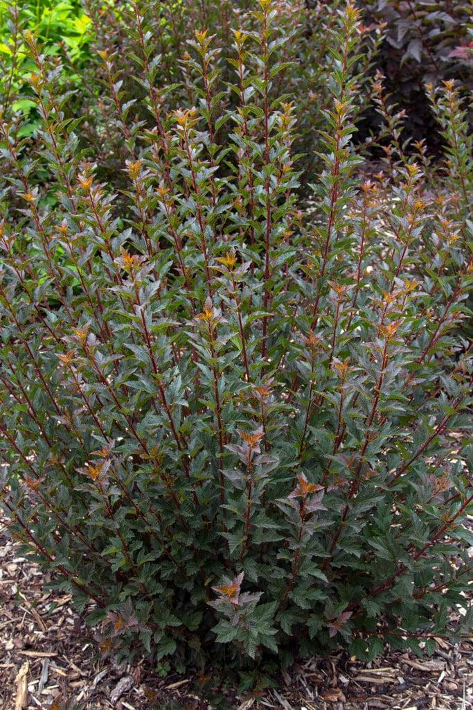 Physocarpus Opulifolius 'tiny Wine' - View 17 from www redcrocus com