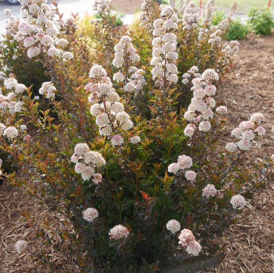 Physocarpus Opulifolius 'tiny Wine' - View 19 from www redcrocus com