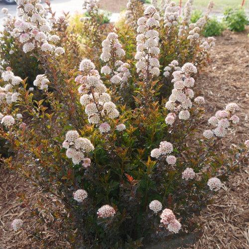 Physocarpus Opulifolius 'tiny Wine' - View 1 from www redcrocus com