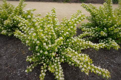 Physocarpus Opulifolius 'tiny Wine' - View 21 from www redcrocus com