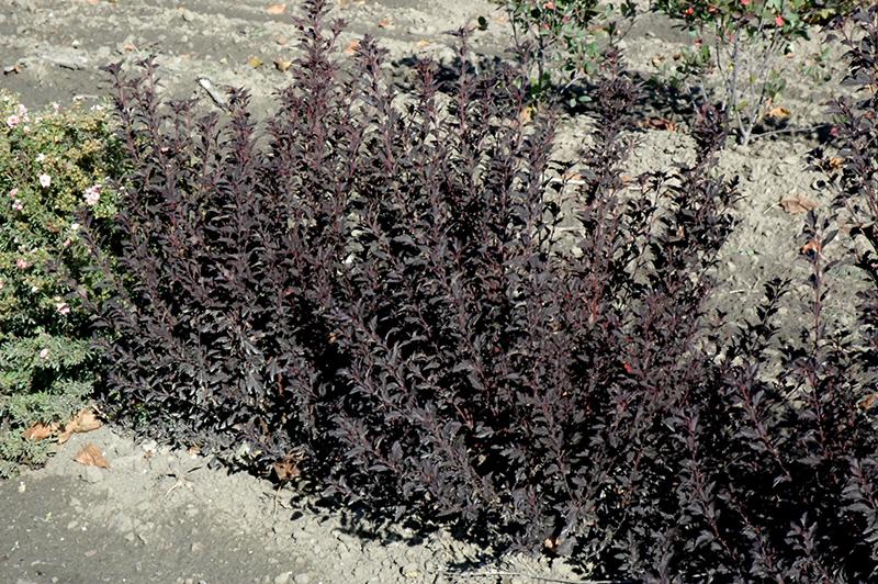 Physocarpus Opulifolius 'tiny Wine' - View 22 from www redcrocus com