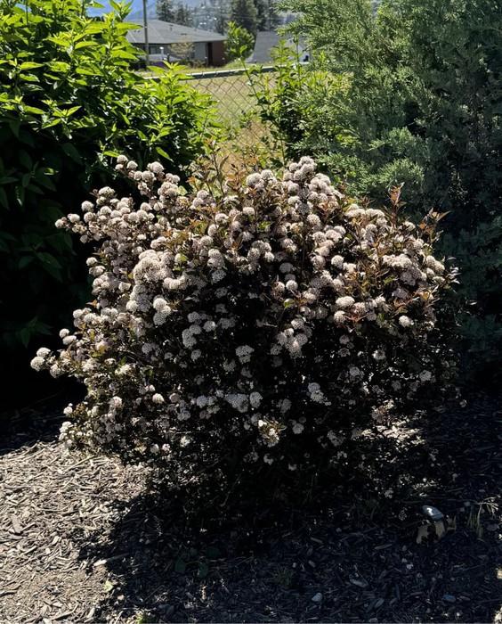 Physocarpus Opulifolius 'tiny Wine' - View 23 from www redcrocus com