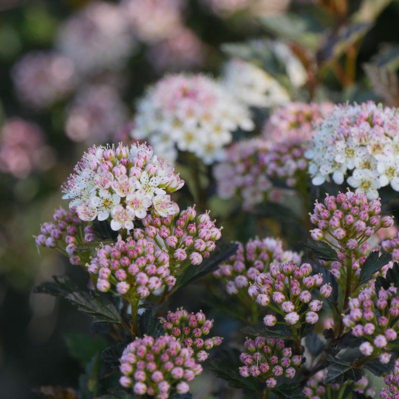Physocarpus Opulifolius 'tiny Wine' - View 24 from www redcrocus com