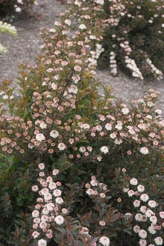 Physocarpus Opulifolius 'tiny Wine' - View 25 from www redcrocus com