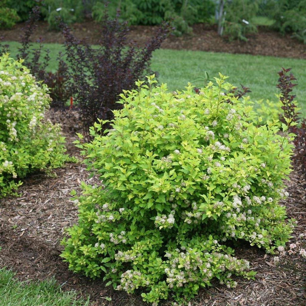 Physocarpus Opulifolius 'tiny Wine' - View 26 from www redcrocus com