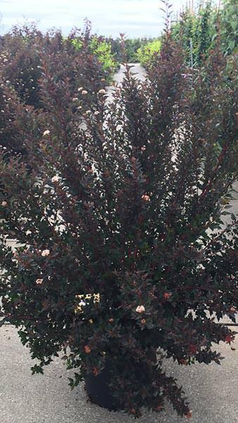 Physocarpus Opulifolius 'tiny Wine' - View 27 from www redcrocus com