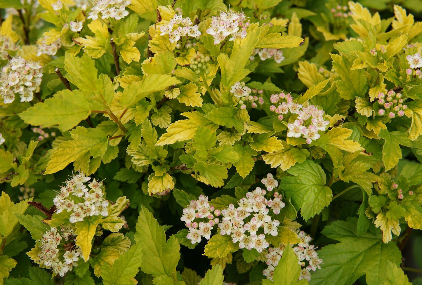 Physocarpus Opulifolius 'tiny Wine' - View 30 from www redcrocus com