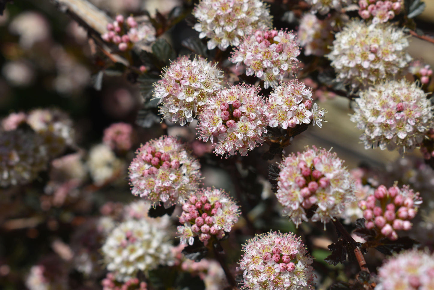 Physocarpus Opulifolius 'tiny Wine' - View 32 from www redcrocus com