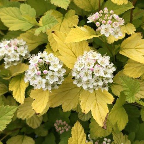Physocarpus Opulifolius 'tiny Wine' - View 35 from www redcrocus com