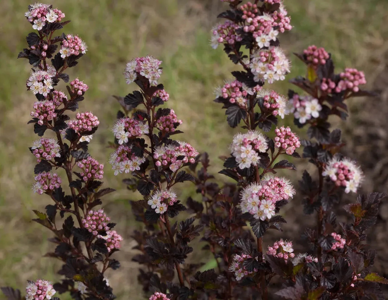 Physocarpus Opulifolius 'tiny Wine' - View 36 from www redcrocus com