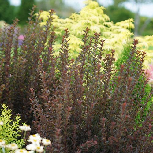 Physocarpus Opulifolius 'tiny Wine' - View 3 from www redcrocus com