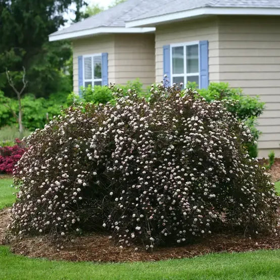 Physocarpus Opulifolius 'tiny Wine' - View 40 from www redcrocus com