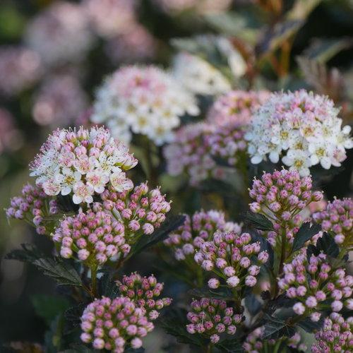 Physocarpus Opulifolius 'tiny Wine' - View 5 from www redcrocus com