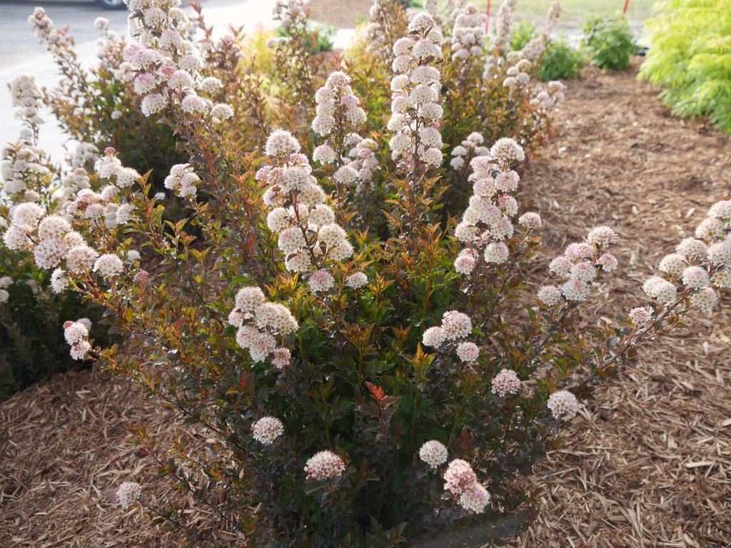 Physocarpus Opulifolius 'tiny Wine' - View 6 from www redcrocus com