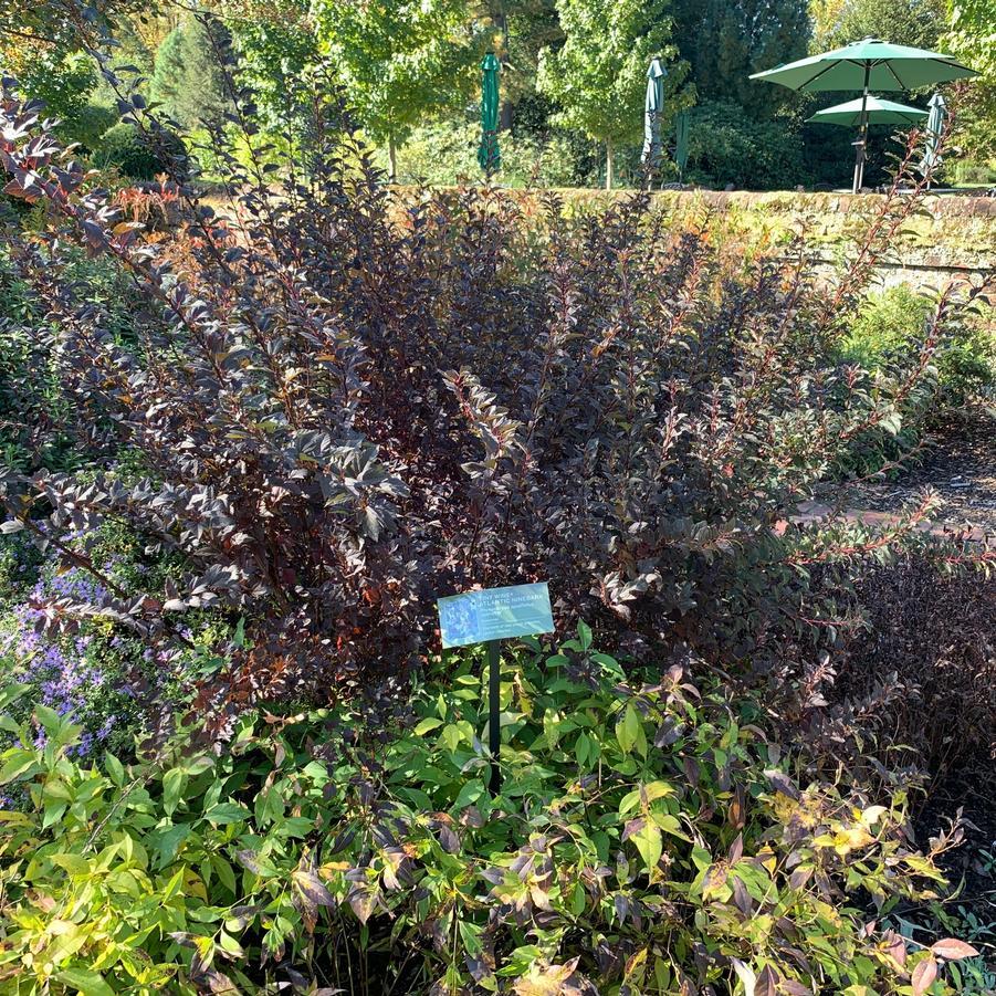 Physocarpus Opulifolius 'tiny Wine' - View 8 from www redcrocus com