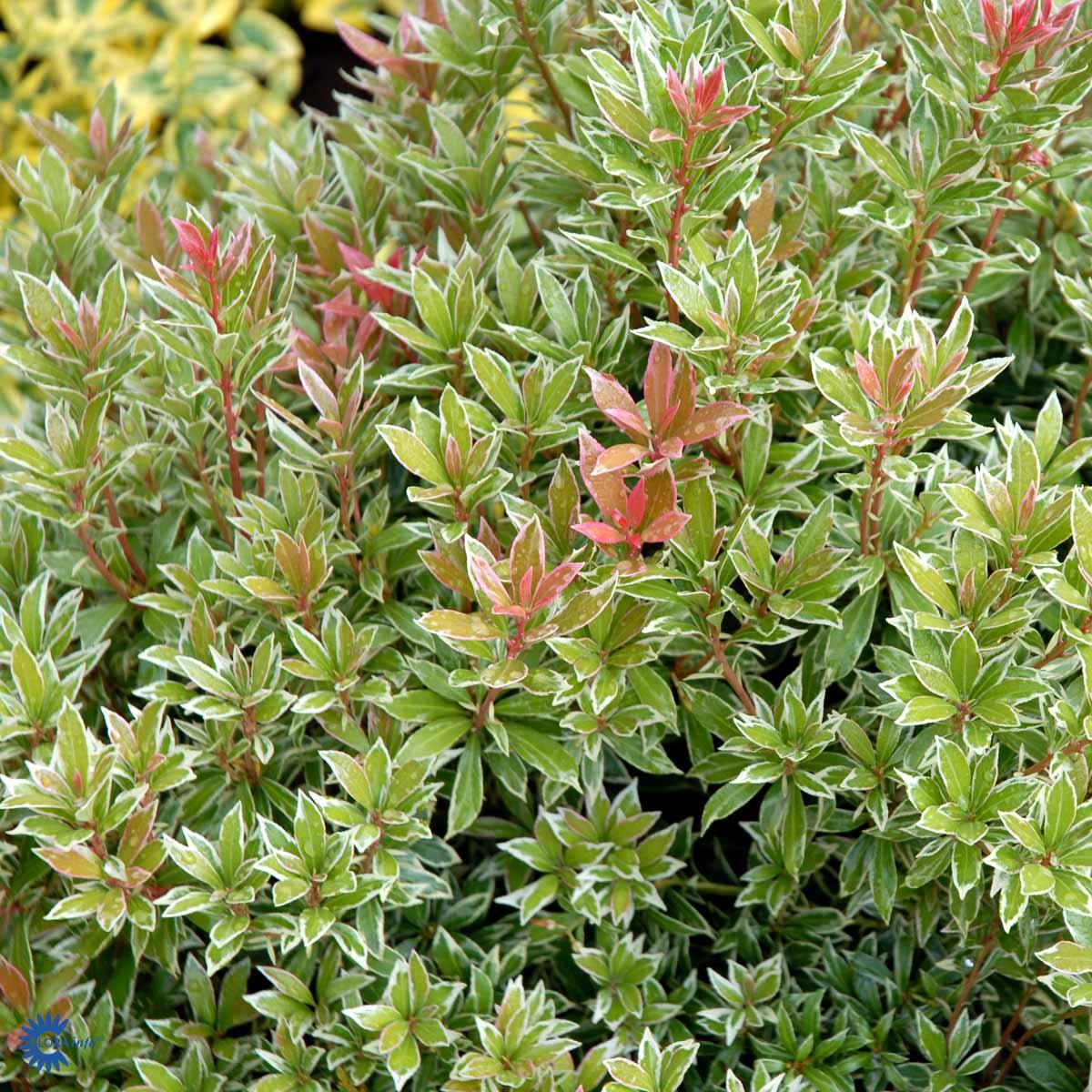 Pieris Japonica Little Heath - View 14 from www redcrocus com