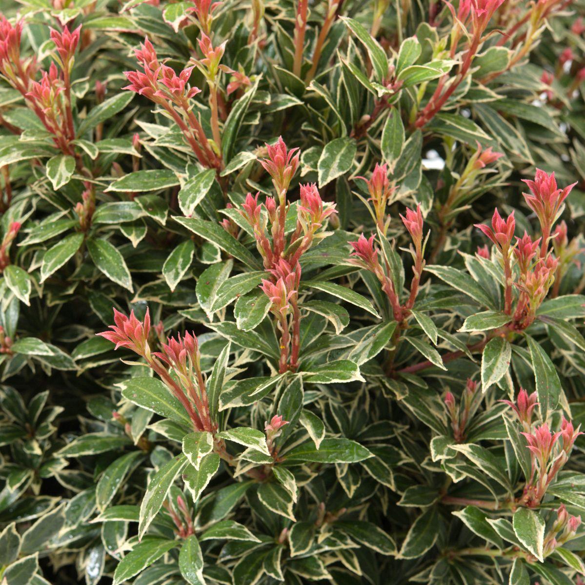 Pieris Japonica Little Heath - View 15 from www redcrocus com