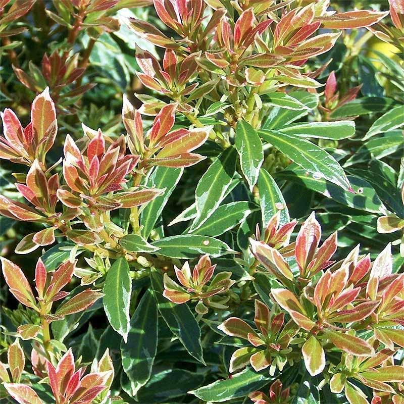 Pieris Japonica Little Heath - View 17 from www redcrocus com