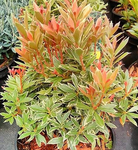 Pieris Japonica Little Heath - View 18 from www redcrocus com