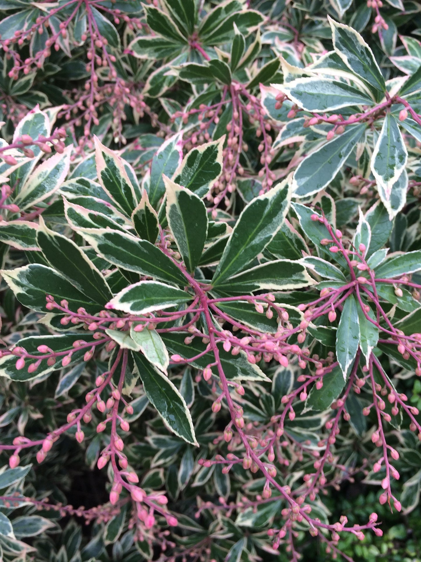 Pieris Japonica Little Heath - View 1 from www redcrocus com